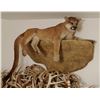 Image 2 : Mountain Lion full mount on false rock