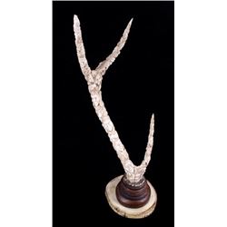 Inuit Eskimo Totem Elk Horn Carving