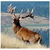 Image 1 : 3-Day/3-Night New Zealand Red Stag Hunt for Three Hunters – Includes the Trophy Fees for 3 “Manageme