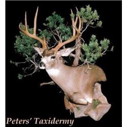 Taxidermy - Shoulder Mount