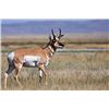 Image 1 : Wyoming Archery Antelope Hunt, Pronghorn Ranch LLC