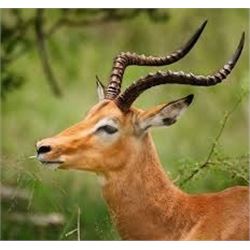 Six Day 5 Animal Safari for Two