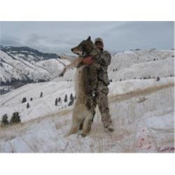 Guided 5-Day Wolf Hunt in Montana