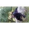 Image 2 : 7 Day Maine Black Bear Hunt