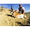 Image 2 : 3 Day Pronghorn Hunt for 1 Hunter