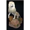 Image 3 : $2,500.00 Taxidermy Credit