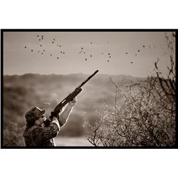 Argentina Dove Hunt