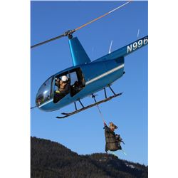 Bighorn Capture, Transplant, Release