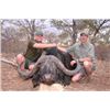 Image 1 : Cape Buffalo Safari Hunt for 2 Hunters/2 Observers