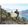 Image 2 : 2018 Alaskan Mountain Goat Hunt 1x 1