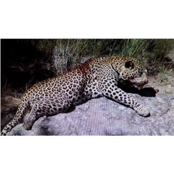 14 Day Leopard Hunt in Africa