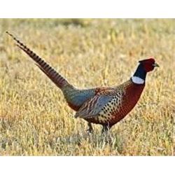 Montana Outfitting Company – Cast & Blast