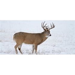 Trophy Whitetail Hunt   Cooks Outfitting Saskatchewan