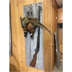 Pheasants mounted with gun