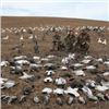 Image 1 : Goose and Duck Hunt - Great White Holdings Alberta