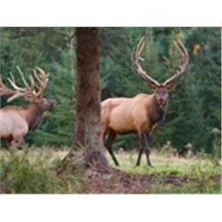 Laurentian Wildlife Estate Trophy Red Stag Quebec