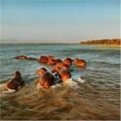 Hippo and Tiger Fishing - Halsted Safaris Zimbabwe