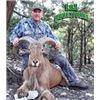 Image 1 : Texas – L & L Adventures - Aoudad Hunt, Pig and Fishing