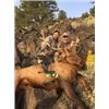 Image 1 : Trophy Elk Hunt – Burns, Oregon