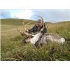 Reindeer Hunt - Aleutian Adventures – Alaska