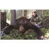 Image 2 : Whitetail Deer & Black Bear Combo
