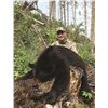 Image 1 : 7 Day 1:1 Spring Black Bear Hunt