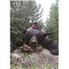 Image 1 : 6 Day 1:1 Black Bear Hunt in the Cariboo