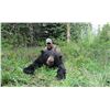 Image 5 : 6 Day 1:1 Black Bear Hunt in the Cariboo