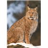 Image 3 : 6 Day 1:1 Lynx & Whitetail Combo Hunt