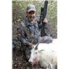 Image 3 : 10 Day Mountain Goat Hunt