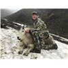 Image 4 : 10 Day Mountain Goat Hunt