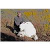 Image 5 : 10 Day Mountain Goat Hunt