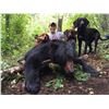Image 3 : Spring Black Bear with Hounds