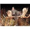 Image 2 : 10 Day Moose Hunt
