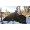 Image 1 : 7 Day Bison Hunt in the Peace Region