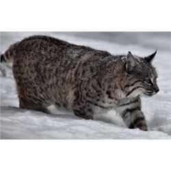 6-DAY BOBCAT HUNT