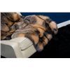 Image 1 : CROSS FOX FUR 4’X6’ BLANKET