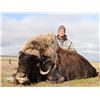 Image 1 : Alaska Nunivak Island Bull Muskox Special Permit (DX001/DX003)
