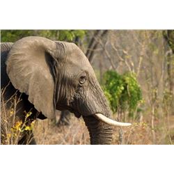 Five Day Management Bull Elephant Hunt in Zimbabwe