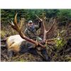 Image 2 : Raspberry and Afognak Island Roosevelt Elk Special Permit for Hunts (DE702-723)