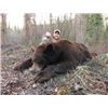 Image 2 : Seven Day Alaska Spring Grizzly & Black Bear Bear Hunt Over Bait