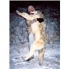 Image 1 : Seven Day Winter Predator Hunt in Alaska