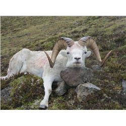 Drop Hunt for Two in the Alaska Tok Management Area