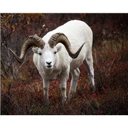 Alaska Range Special Access Dall Sheep Permit