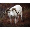 Image 1 : Alaska Range Special Access Dall Sheep Permit