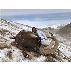 Seven Day Mid-Asian Ibex in Tajikistan