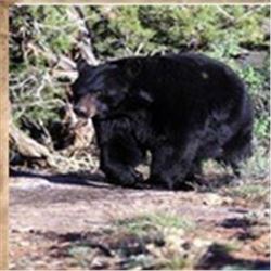 Central Mtns, Nebo, Bear