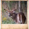 Image 1 : Ohio Trophy Whitetail