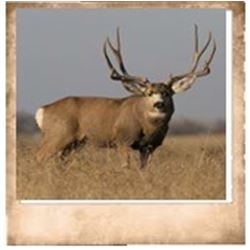 Book Cliffs, North & South, Mule Deer