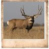 Image 1 : Book Cliffs, North & South, Mule Deer